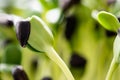 Sunflower seedlings growing in the nursery tray Royalty Free Stock Photo