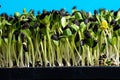 Sunflower seedlings growing in the nursery tray Royalty Free Stock Photo