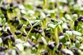 Sunflower seedlings growing in the nursery tray Royalty Free Stock Photo