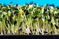 Sunflower seedlings growing in the nursery tray Royalty Free Stock Photo