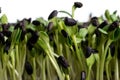 Sunflower seedlings growing in the nursery tray Royalty Free Stock Photo