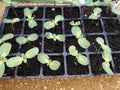 Sunflower seedlings in growing tray Royalty Free Stock Photo