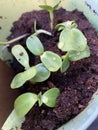 Sunflower seedlings close up Royalty Free Stock Photo