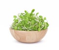 Sunflower seedlings, Sunflower sprout  in Wood bowl isolated on white background Royalty Free Stock Photo