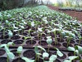 Sunflower seedlings Royalty Free Stock Photo