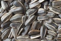 Sunflower seeds