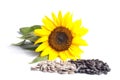 Sunflower seeds Royalty Free Stock Photo