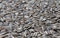 Sunflower seeds Royalty Free Stock Photo