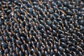 Sunflower seeds Royalty Free Stock Photo