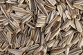 Sunflower Seeds Royalty Free Stock Photo