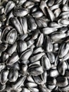 Sunflower seeds as texture background Royalty Free Stock Photo