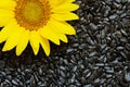 Sunflower and seeds