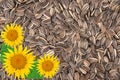 Sunflower seeds background Royalty Free Stock Photo