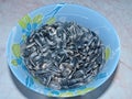 Sunflower seeds. The calorie content of fried seeds is 700 kcal per 100 g of product.