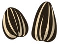 Sunflower seeds cartoon icon. Raw natural snack