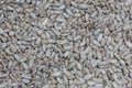 Sunflower seeds close up detail Royalty Free Stock Photo