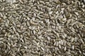 Sunflower seeds close-up and macro background Royalty Free Stock Photo