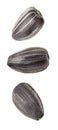 Sunflower seeds close-up, unpeeled black set falling, hanging, flying, soaring, isolated on white background with clipping path Royalty Free Stock Photo