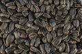 Lots of black sunflower seeds., close-up. Royalty Free Stock Photo