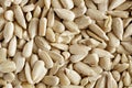 Sunflower seeds closeup Royalty Free Stock Photo