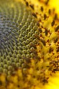 Sunflower seeds detail Royalty Free Stock Photo