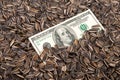 Sunflower seeds and dollars Royalty Free Stock Photo