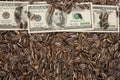 Sunflower seeds and dollars Royalty Free Stock Photo