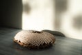 Sunflower seeds in the flower dry. on a light wooden surface on a light wall background with shadows. Royalty Free Stock Photo
