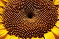 sunflower seeds forming a mesmerizing spiral pattern