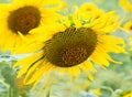 Sunflower seeds in fresh sunflower growing up in the organic garden, plant food for health.