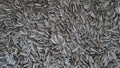 Sunflower seeds Royalty Free Stock Photo