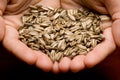 Sunflower seeds in hands Royalty Free Stock Photo