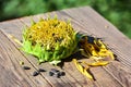 Sunflower seeds Royalty Free Stock Photo