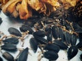sunflower seeds Royalty Free Stock Photo
