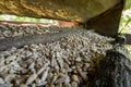 Sunflower seeds inside small bird feeder in a forest. Close up macro shot, no people, no birds Royalty Free Stock Photo