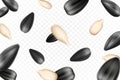 Sunflower seeds isolated seamless vector pattern. Realistic shelled seeds isolated on white background Royalty Free Stock Photo