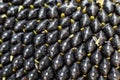 Sunflower seeds macro shot close-up, beautiful and natural pattern seed structure