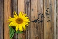 Sunflower close-up with seeds on the old wooden table Royalty Free Stock Photo