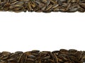 Sunflower seeds pile against isolated on white background. Roasted and Salted in the original flavor.