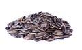 Sunflower seeds pile against white background Royalty Free Stock Photo