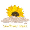 Sunflower seeds pile against white background illustation Royalty Free Stock Photo
