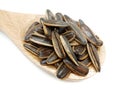 Sunflower seeds pile in spoon isolated on white background. Roasted and Salted in the original flavor.