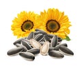 Sunflower seeds pile with two open seeds and flower isolated on white background Royalty Free Stock Photo