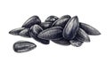 Sunflower seeds pile watercolor illustration. Hand drawn heap of dark shell seeds with white stripes. Whole sunflower