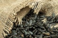 Sunflower seeds are scattered on homespun fabric with a rough texture. close-up, selective focus Royalty Free Stock Photo