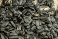 Sunflower seeds are scattered on homespun fabric with a rough texture. close-up, selective focus Royalty Free Stock Photo