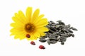 Sunflower seeds Royalty Free Stock Photo