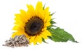 Sunflower with Seeds on white