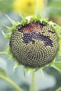 Sunflower seeds in a wilted sunflower head