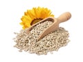 Sunflower seeds in wooden scoop and flower isolated on white background Royalty Free Stock Photo